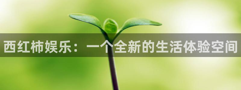 杏宇代理